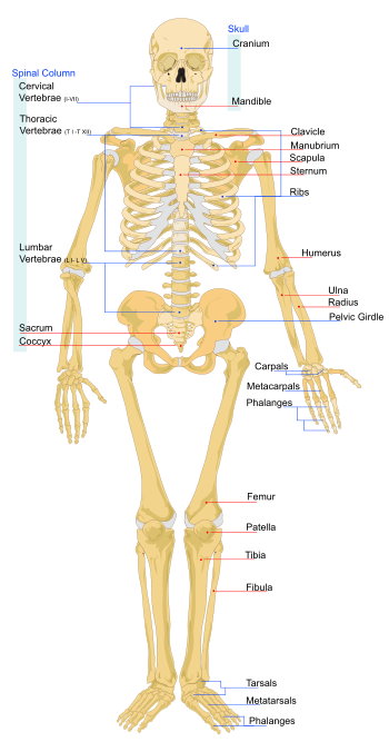 skeletal map