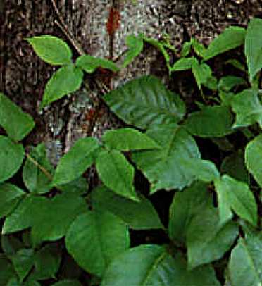 Makes me itch just to look at this poison ivy!